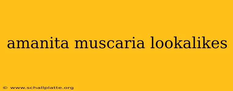 amanita muscaria lookalikes
