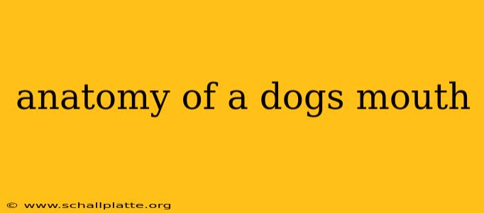 anatomy of a dogs mouth