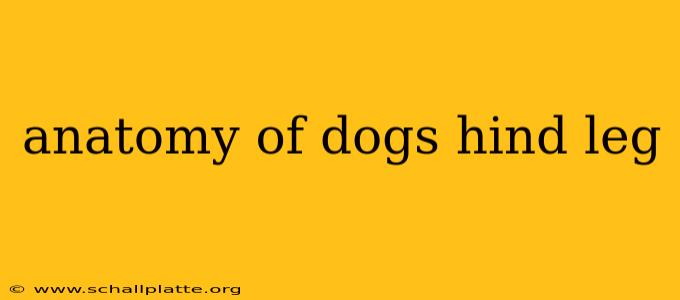 anatomy of dogs hind leg