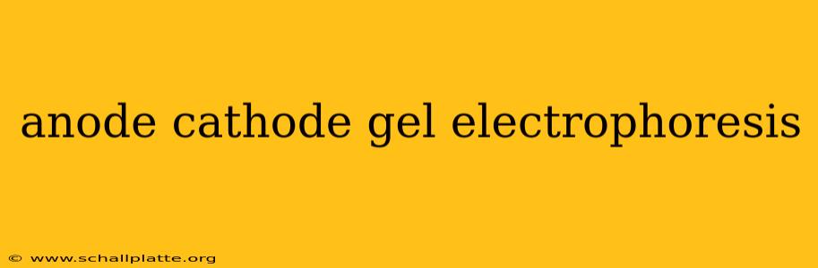 anode cathode gel electrophoresis
