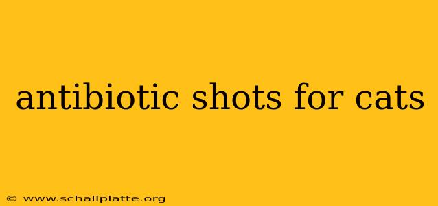 antibiotic shots for cats