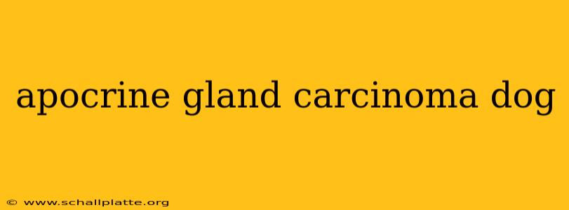 apocrine gland carcinoma dog