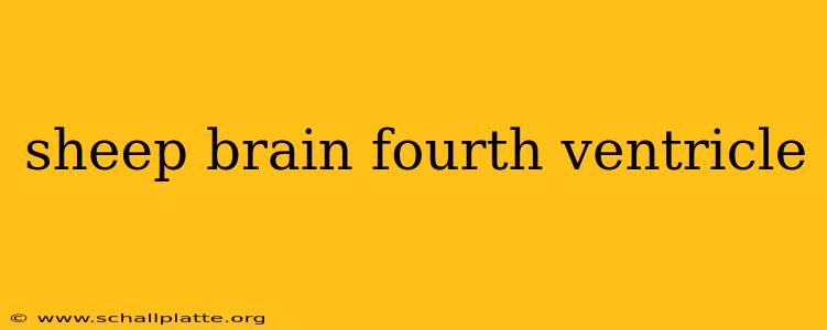 sheep brain fourth ventricle