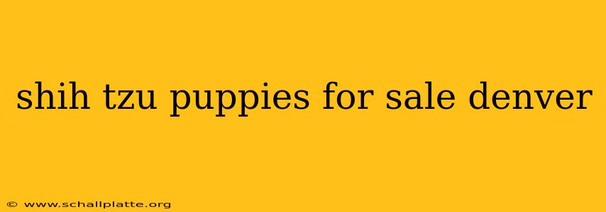 shih tzu puppies for sale denver