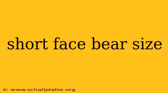 short face bear size
