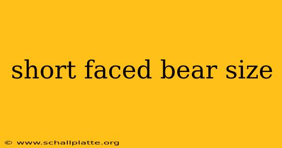 short faced bear size