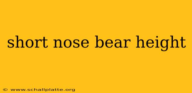 short nose bear height