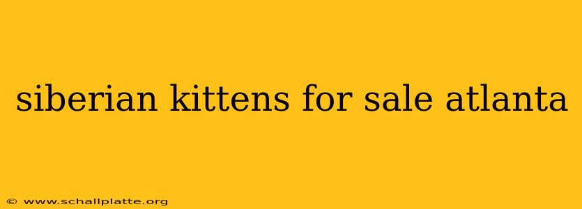 siberian kittens for sale atlanta