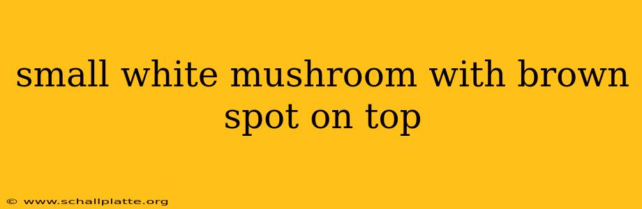 small white mushroom with brown spot on top