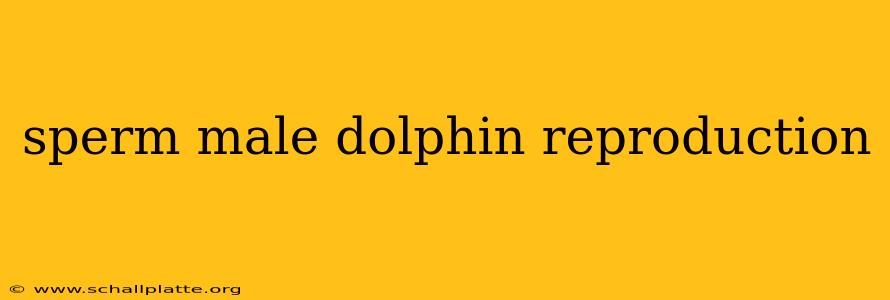 sperm male dolphin reproduction